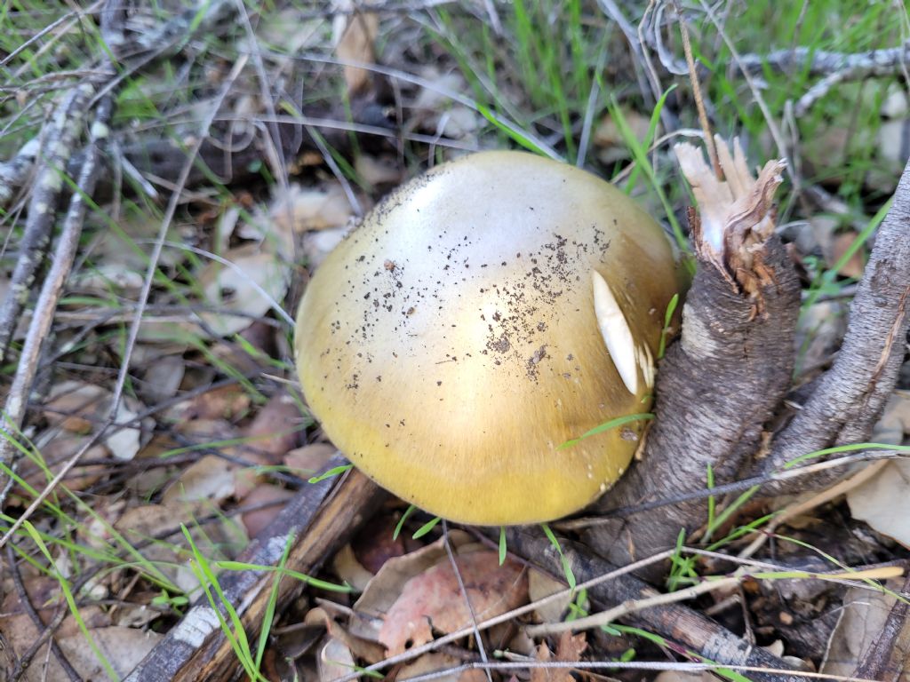 Amanita?